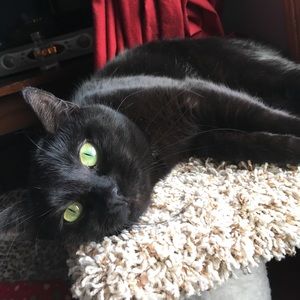 Meet your Posher, Ashton